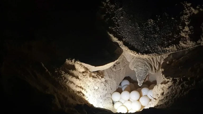 Sea turtle eggs in a protected hatchery nest in Con Dao