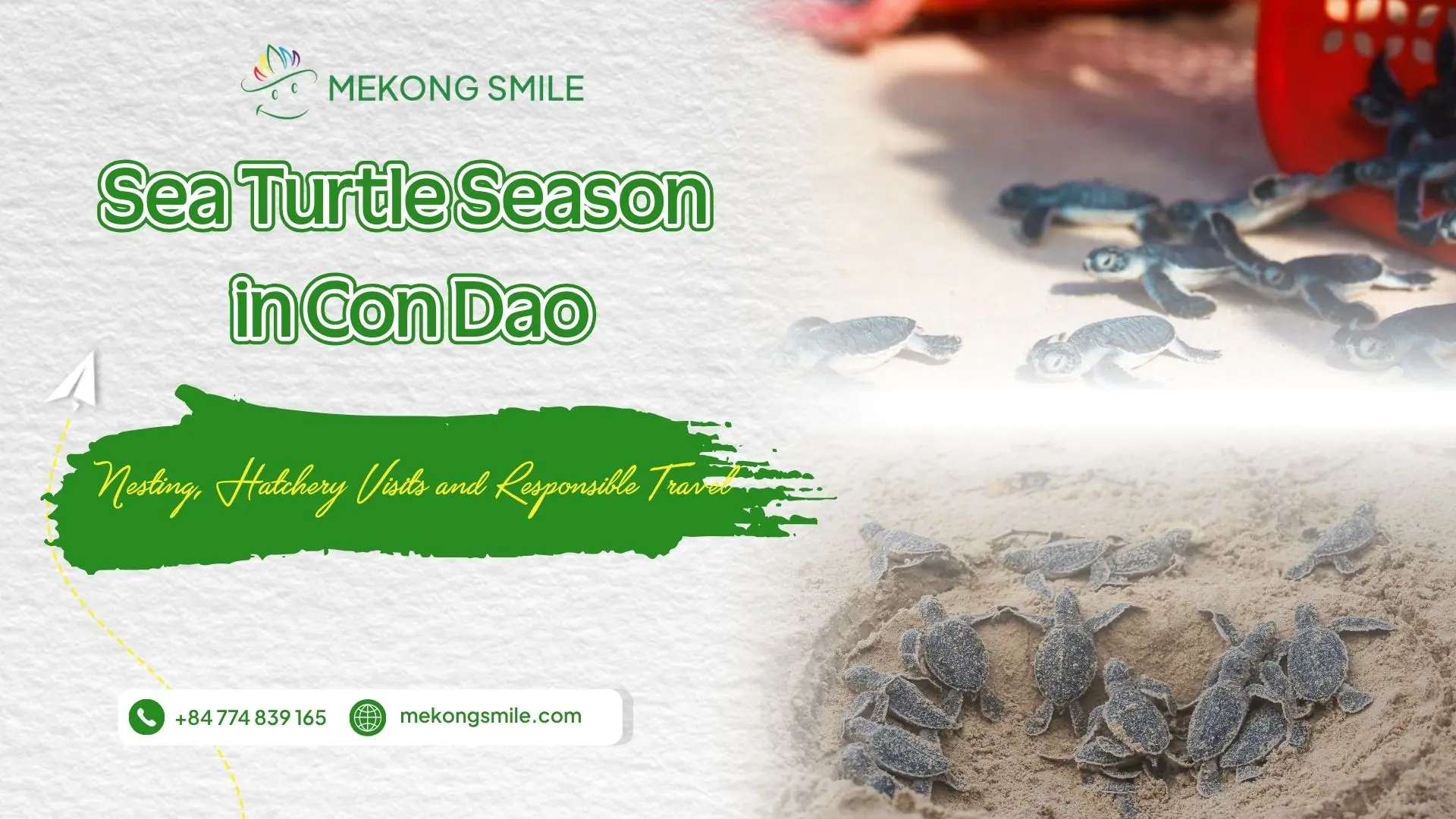 Sea Turtle Season in Con Dao article cover with island scenery and turtle conservation theme