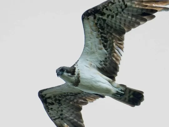 Seabird flying above the waters near Trung Island Con Dao