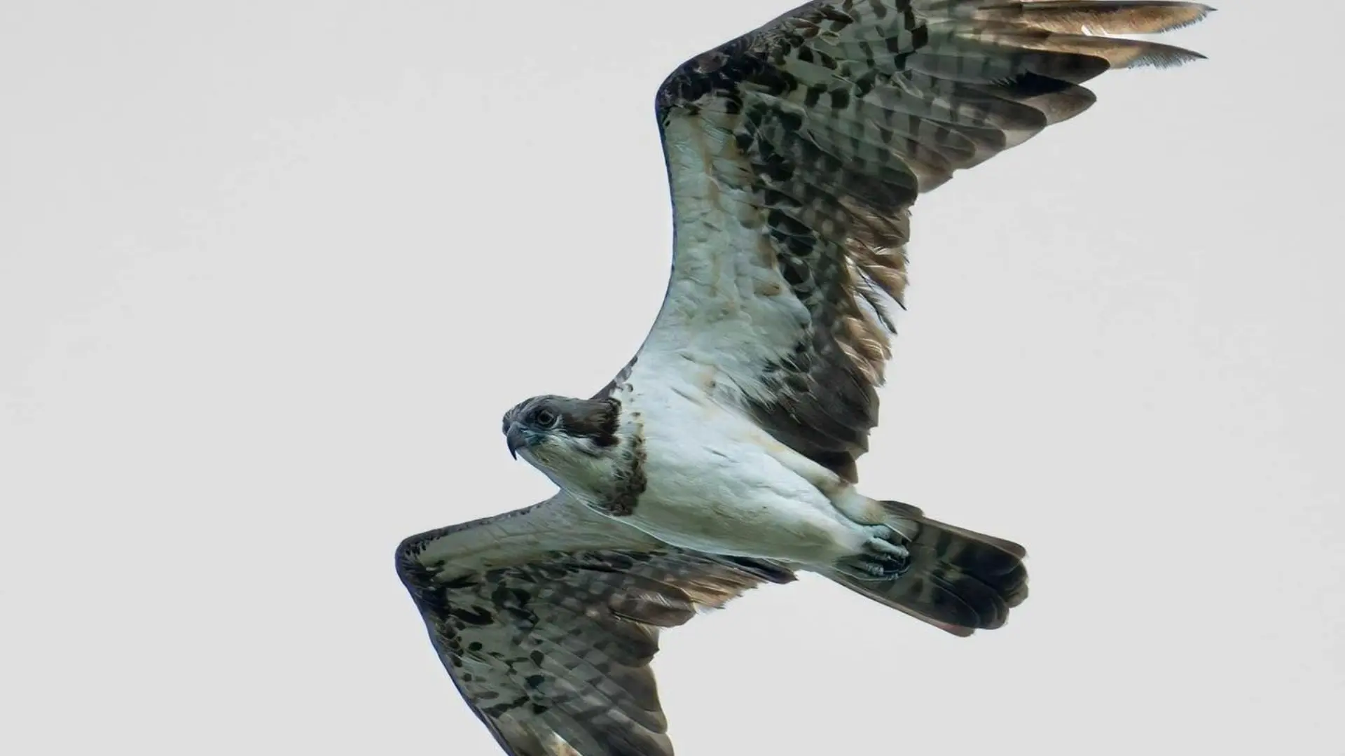 Seabird flying above the waters near Trung Island Con Dao