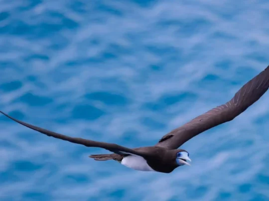 Seabird soaring above the sea near Trung Island Con Dao