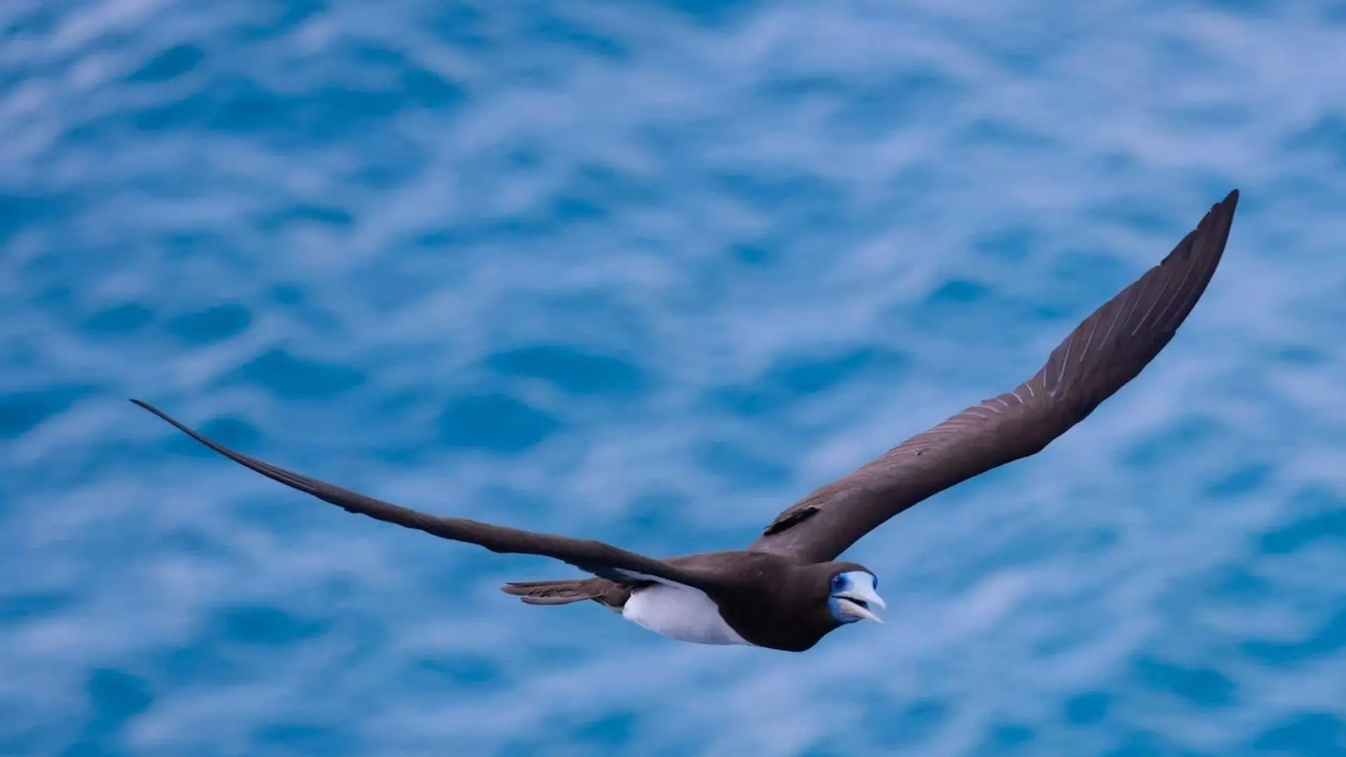 Seabird soaring above the sea near Trung Island Con Dao