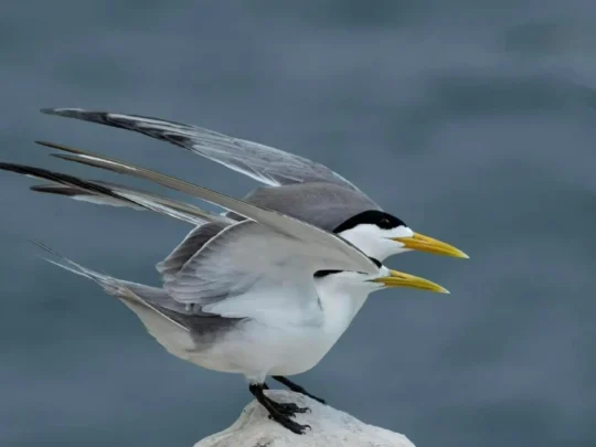 Seabirds resting on rocky cliffs at Trung Island Con Dao