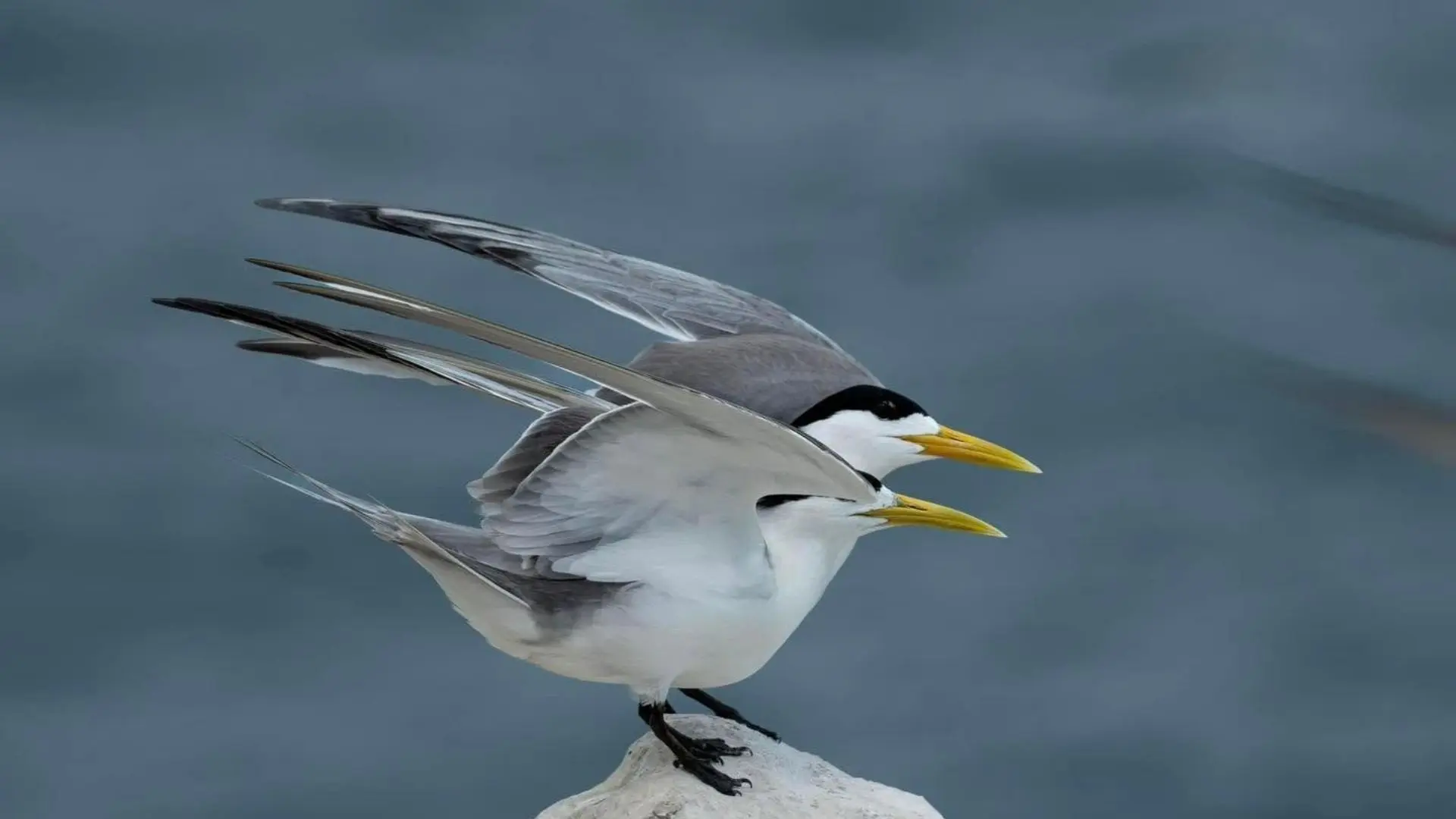 Seabirds resting on rocky cliffs at Trung Island Con Dao