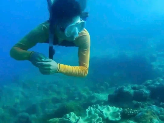 Traveler snorkeling above coral reef in clear Con Dao water
