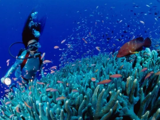 Snorkeling above coral reefs near Trung Island Con Dao