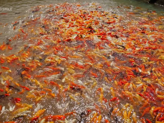 A close-up shot of a school of colorful koi fish swimming together in a pond.