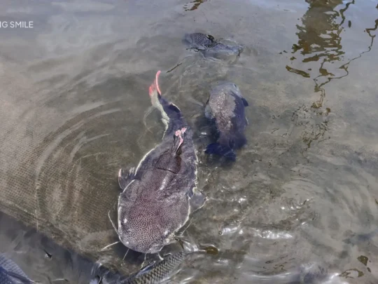 A fish raft on the Mekong River, where specialty fish are raised for local cuisine.