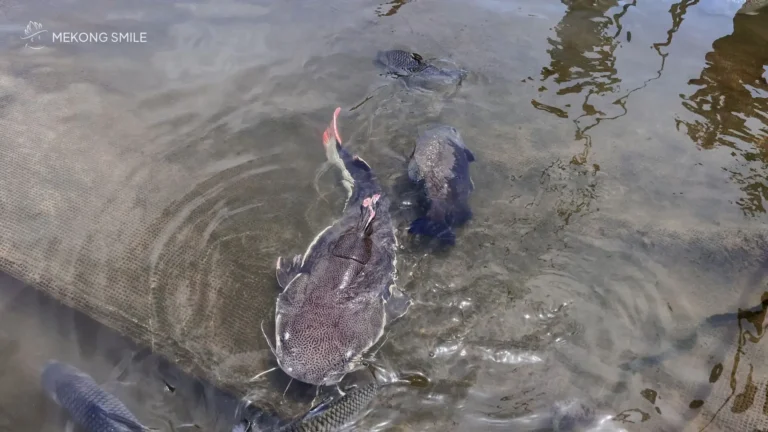 A fish raft on the Mekong River, where specialty fish are raised for local cuisine.