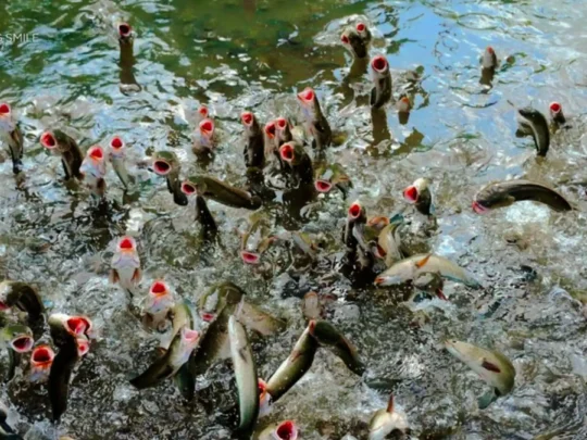 A unique performance featuring a snakehead fish jumping out of the water, a surprising show in the Mekong Delta.