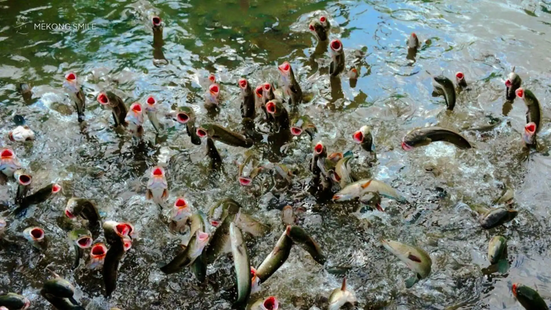 A unique performance featuring a snakehead fish jumping out of the water, a surprising show in the Mekong Delta.