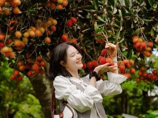 A person smiling and holding a bunch of fresh rambutan in a garden full of ripe fruit.
