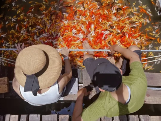 A group of people enjoying a koi fish massage together, a fun experience to share with loved ones.