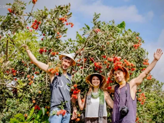 Rambutan trees in a garden, with branches heavily laden with fresh, ripe fruit.