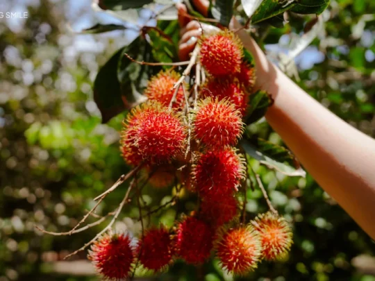 A close-up shot of ripe, red tropical fruit hanging from a tree in a fruit garden.