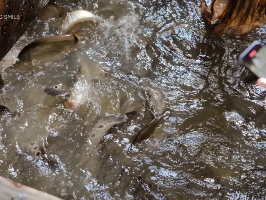 A large school of fish being raised in a raft on the Mekong River, a key part of the local economy.