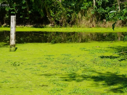 A close-up shot of the bright green duckweed covering the water surface like a carpet