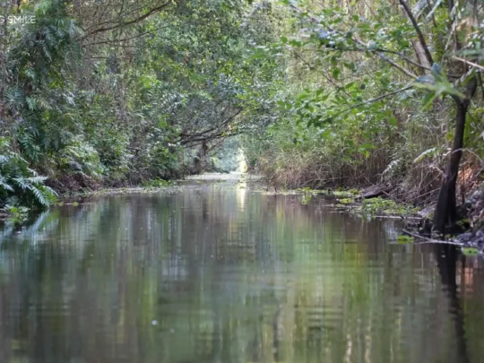A shot capturing the clean, fresh air of the forest, with the sounds of birds in the background