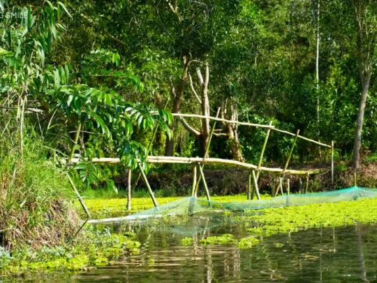A natural path for trekking through the forest, surrounded by trees and vegetation