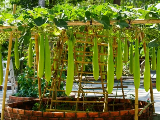 A trellis heavy with ripe gourds, showcasing the rich agricultural life of the region