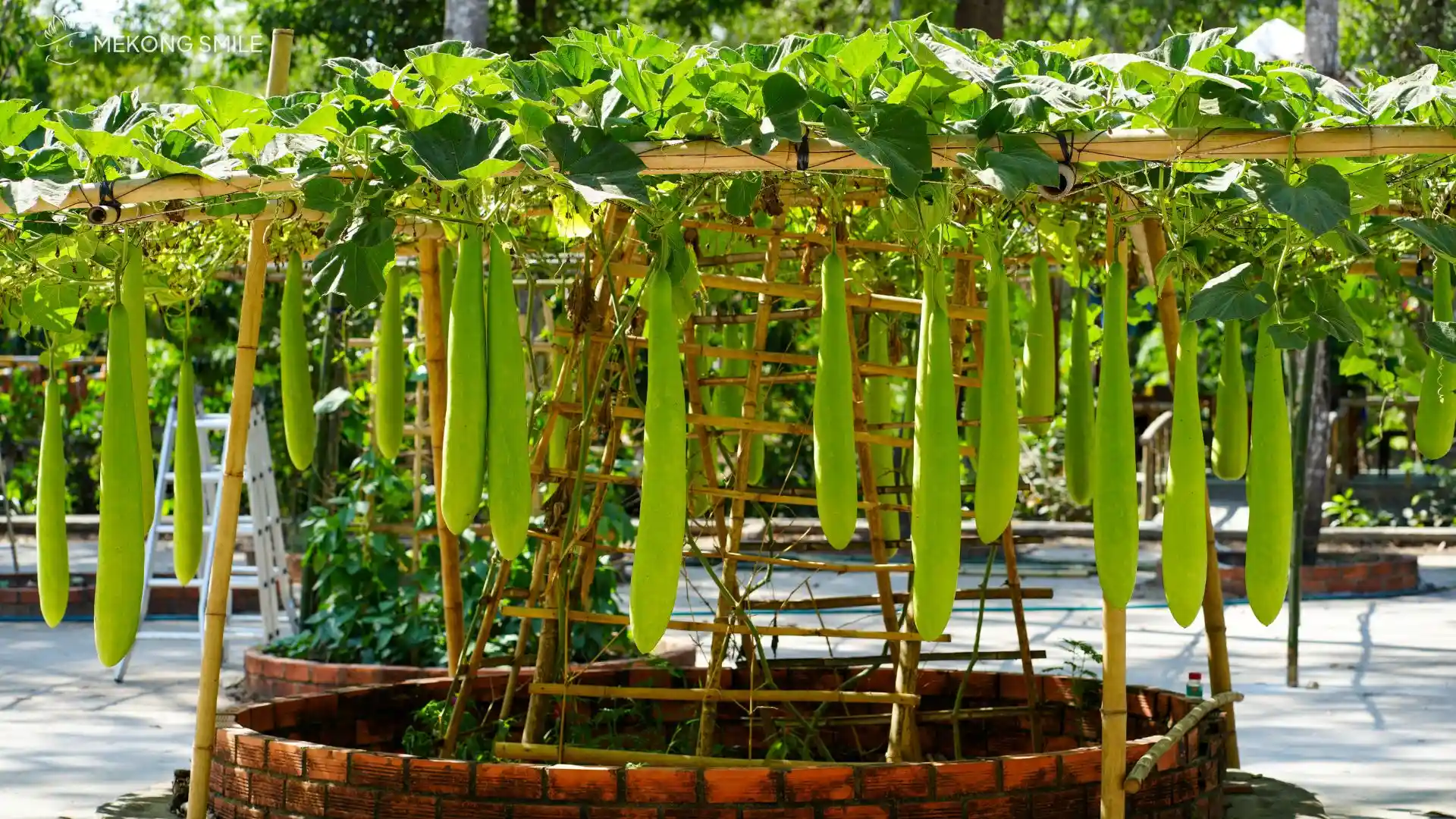 A trellis heavy with ripe gourds, showcasing the rich agricultural life of the region