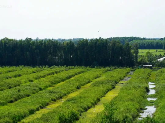 A wide shot of the pristine, lush forest, symbolizing the "lung of the Mekong Delta" for its rich ecosystem