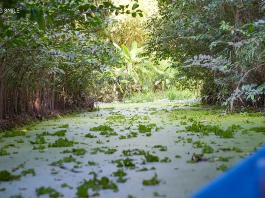 A view of the water surface covered with a layer of green moss during the flooding season