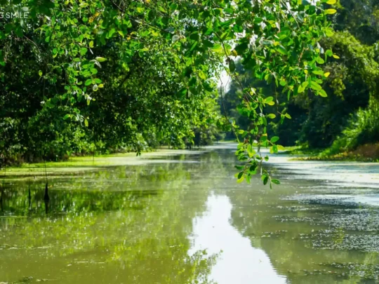 A longboat navigating a narrow, lush green waterway, surrounded by dense forest