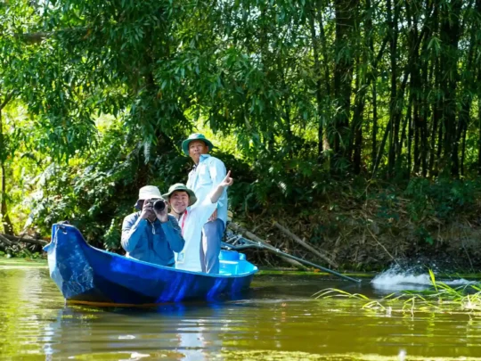 An impressive view of stork colonies nesting in the trees, a major highlight for birdwatching