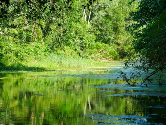 The calm water surface perfectly reflecting the rows of green trees and the clear sky