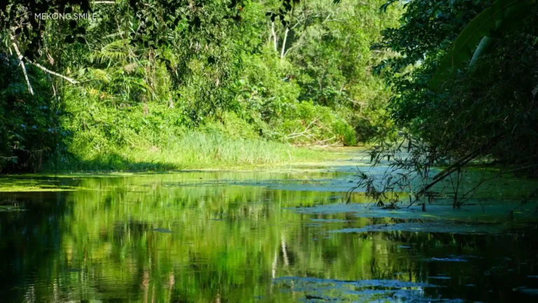 The calm water surface perfectly reflecting the rows of green trees and the clear sky