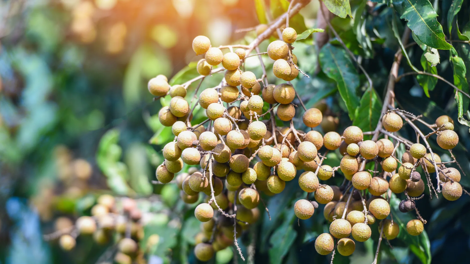 Tourists walking through lush Southern orchards filled with tropical fruits in the Mekong Delta