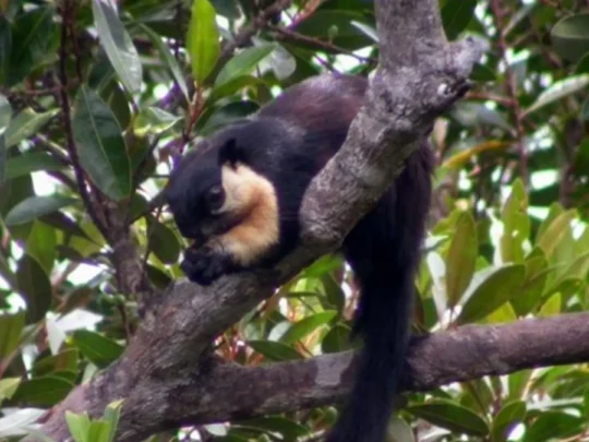 Dark-furred squirrel on a tree branch on Bay Canh Island