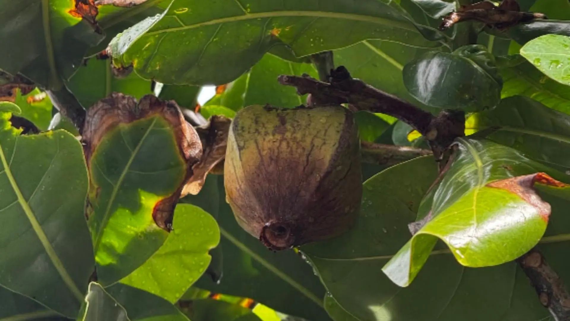 Square-fruited barringtonia tree on Tai Island after turtle release