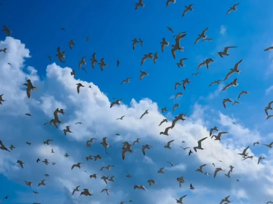 Thousands of seabirds above Trung Island Con Dao