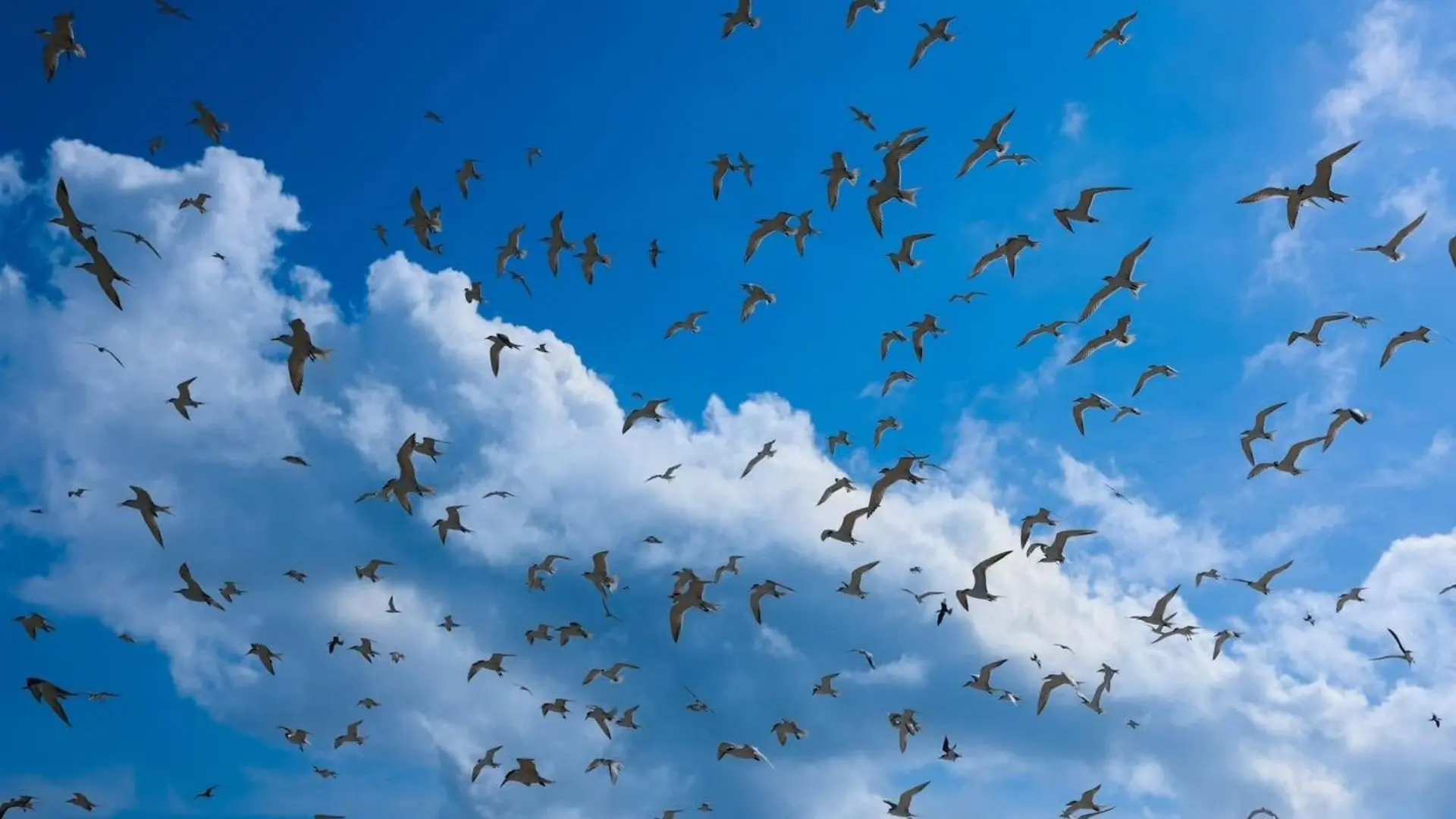 Thousands of seabirds above Trung Island Con Dao