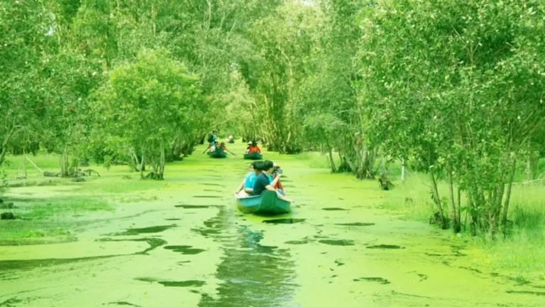 Sampan through Tra Su Forest in An Giang