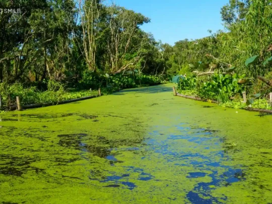 The water surface completely covered by a lush, green carpet of duckweed, a signature sight of Tra Su