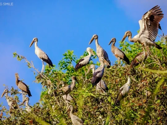 A large flock of white storks perching on a tree branch, a common and beautiful sight in Tra Su Forest