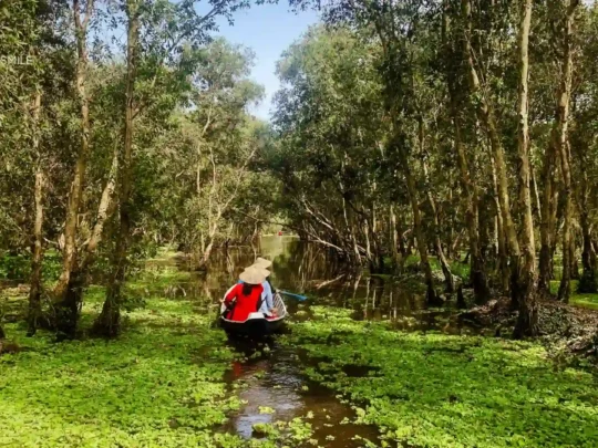 A sampan gracefully gliding with the water's current through the serene forest