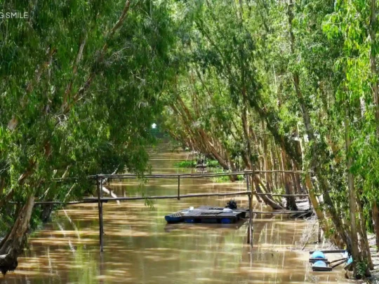 A small canal shaded by the dense canopy of cajuput trees in Tra Su Forest