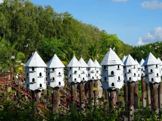 The special bird nest area, a dedicated spot for watching and photographing nests
