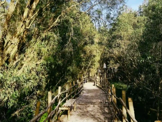 A rustic wooden path winding through the dense forest, perfect for a peaceful trek