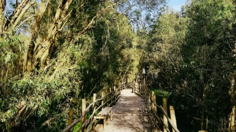 A rustic wooden path winding through the dense forest, perfect for a peaceful trek