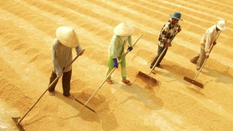 Four agricultural workers spreading harvested rice grains to dry in the sun