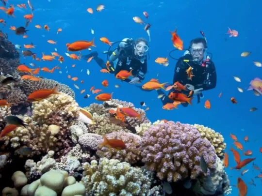 Coral reef snorkeling during Trung Island Con Dao tour