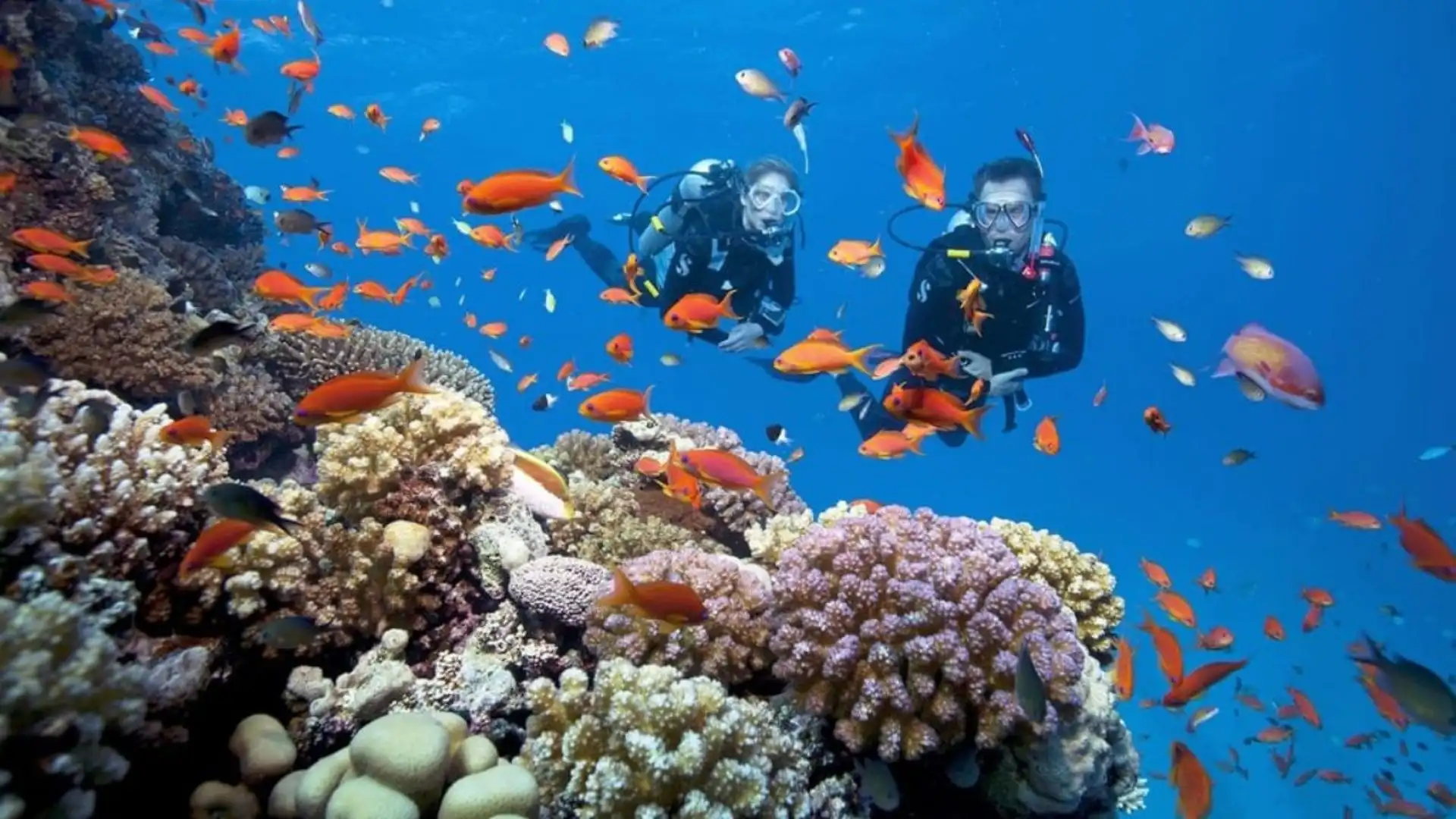Coral reef snorkeling during Trung Island Con Dao tour