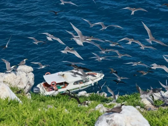Seabird colony around Trung Island Con Dao