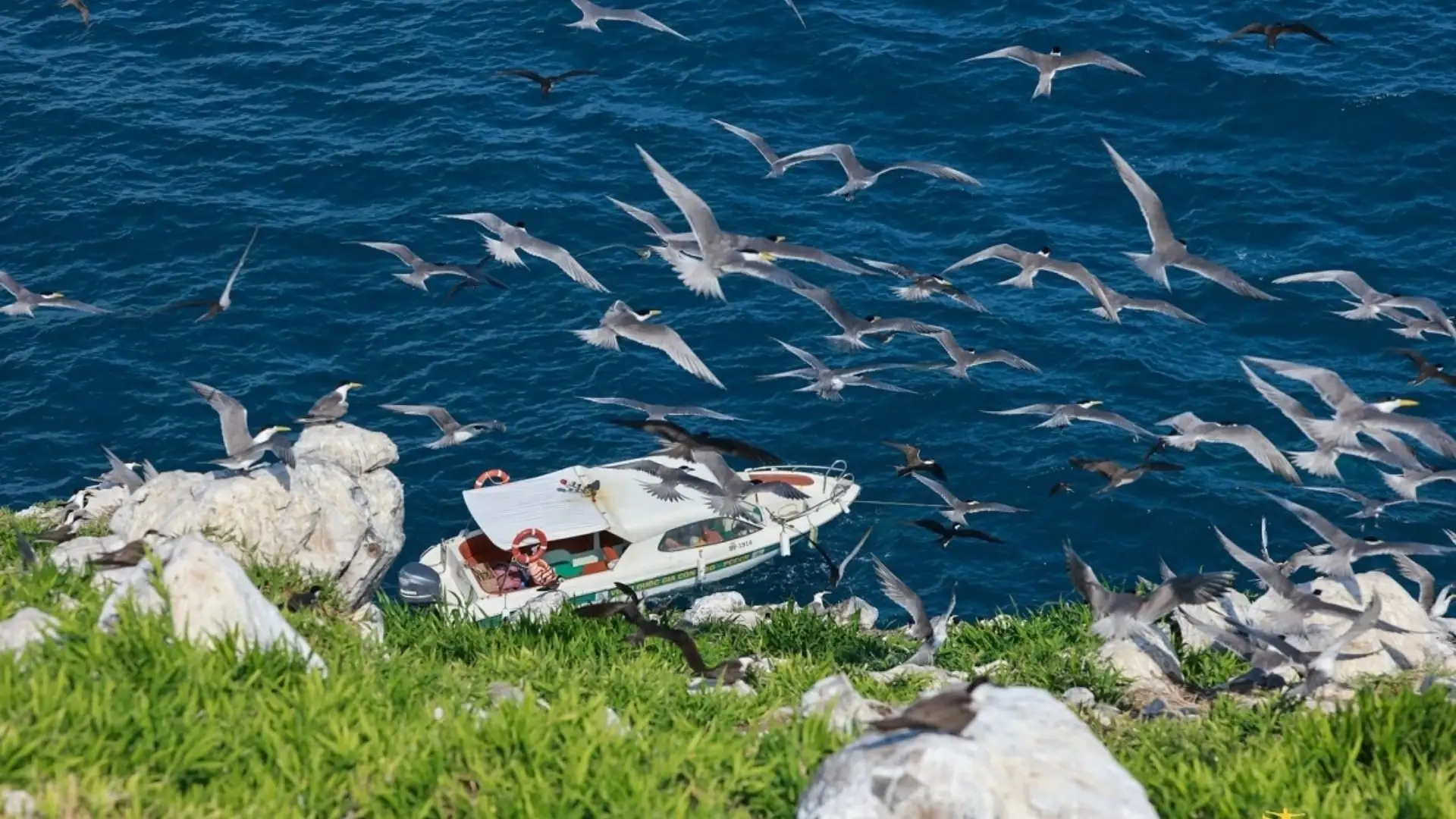 Seabird colony around Trung Island Con Dao