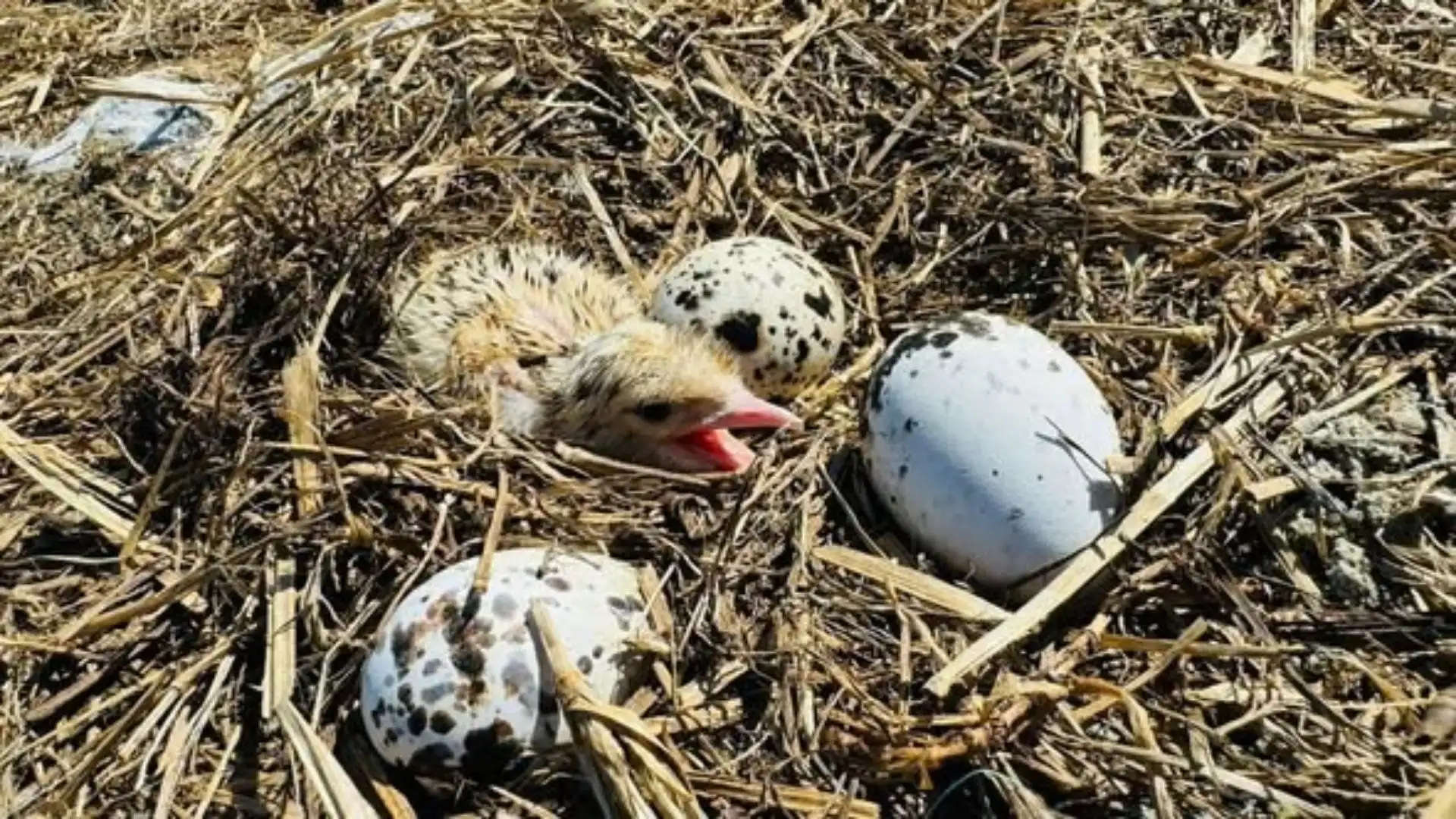 Seabird eggs on Trung Island Con Dao